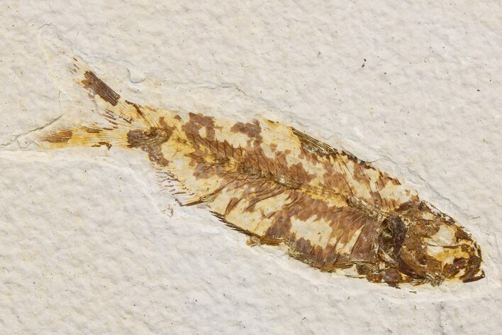 Detailed Fossil Fish (Knightia) - Wyoming #174673